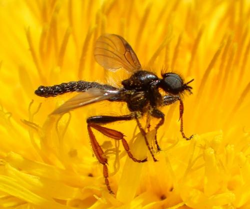 Réf. 275 810 : Bibio sp.